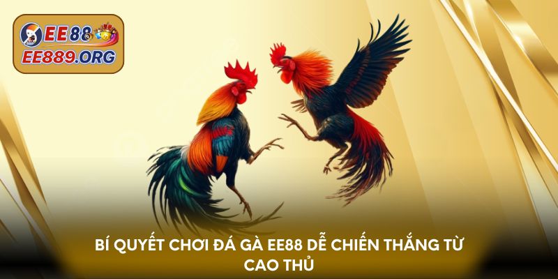Bí quyết chơi đá gà EE88 dễ chiến thắng từ cao thủ