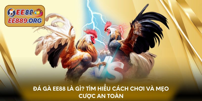 Đá gà EE88 là gì? Tìm hiểu cách chơi và mẹo cược an toàn