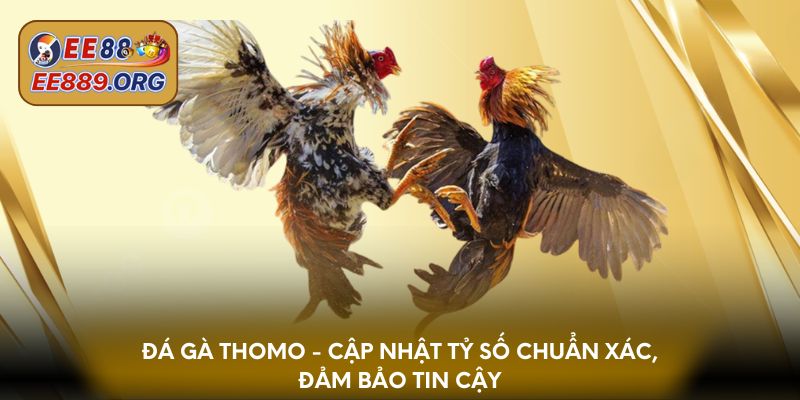 Đá gà thomo - Cập nhật tỷ số chuẩn xác, đảm bảo tin cậy