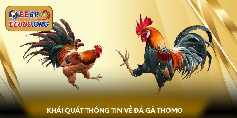 Khái quát thông tin về đá gà thomo
