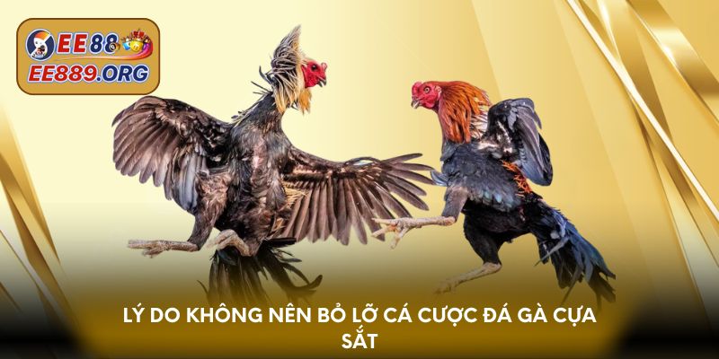 Lý do không nên bỏ lỡ cá cược đá gà cựa sắt