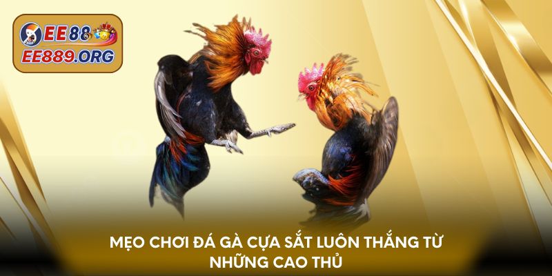 Mẹo chơi đá gà cựa sắt luôn thắng từ những cao thủ 