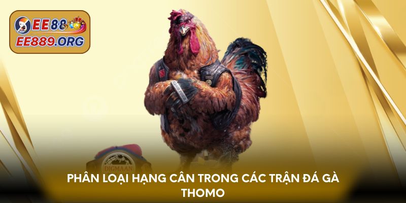 Phân loại hạng cân trong các trận đá gà thomo