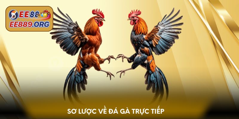 Sơ lược về đá gà trực tiếp